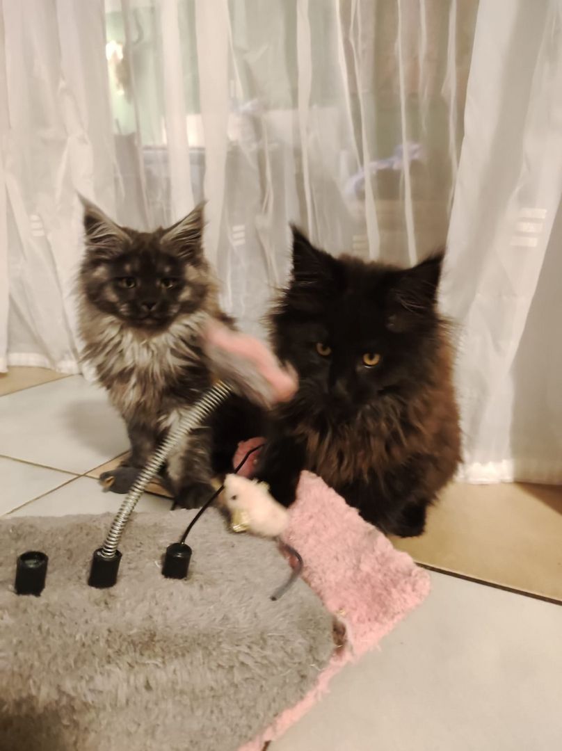 2x reinrassige Maine Coone Kitten