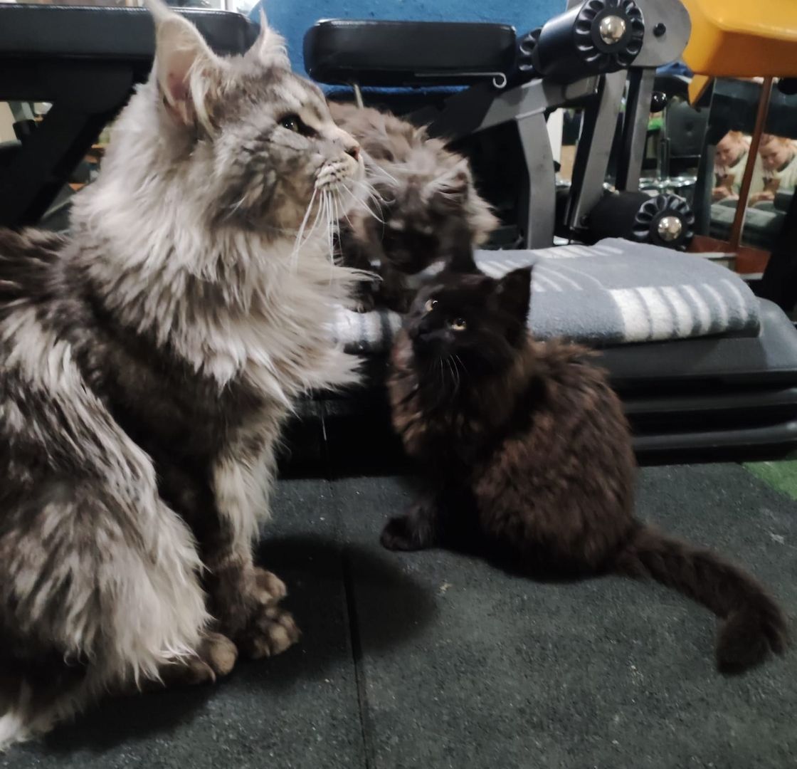 2x reinrassige Maine Coone Kitten