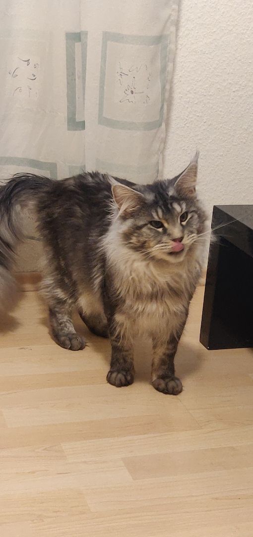 2x reinrassige Maine Coone Kitten