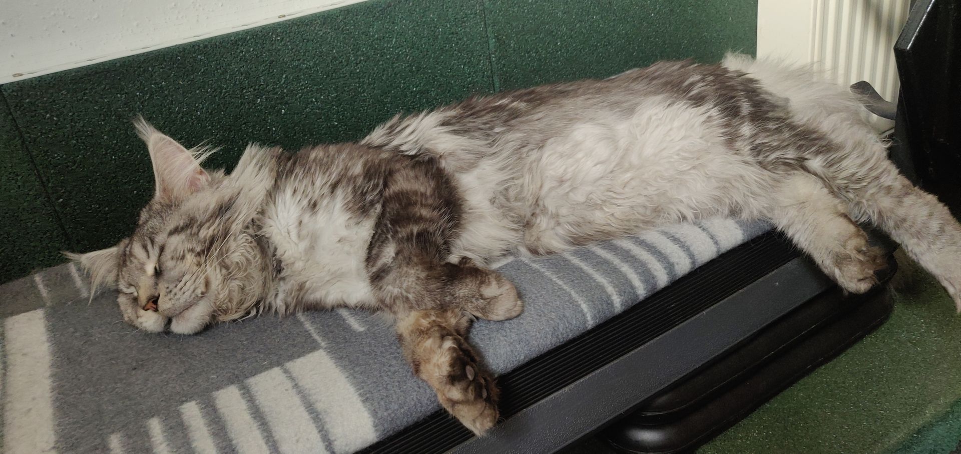 2x reinrassige Maine Coone Kitten