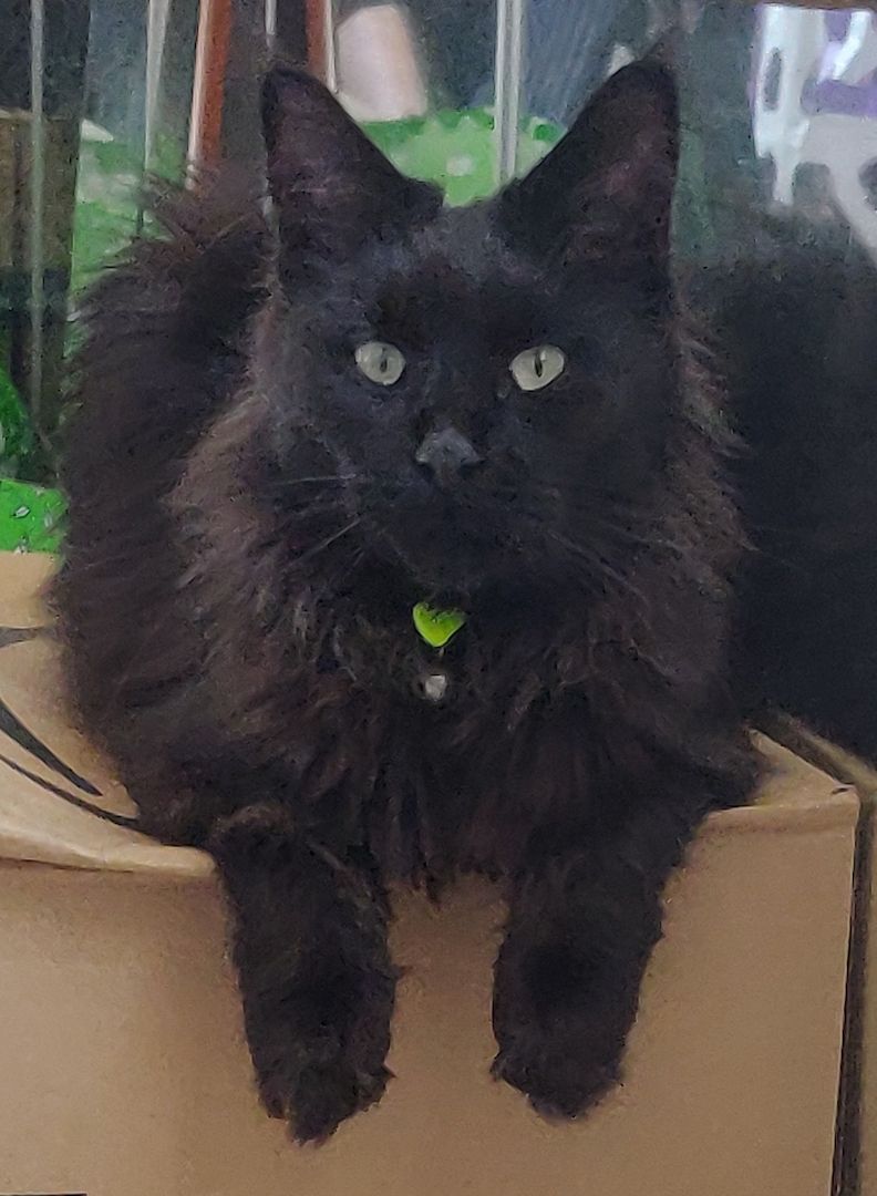 2x reinrassige Maine Coone Kitten