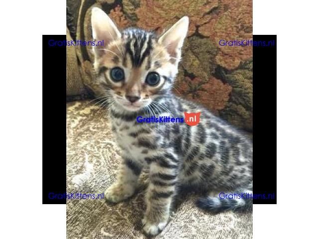 Wunderschöne Bengal Kitten