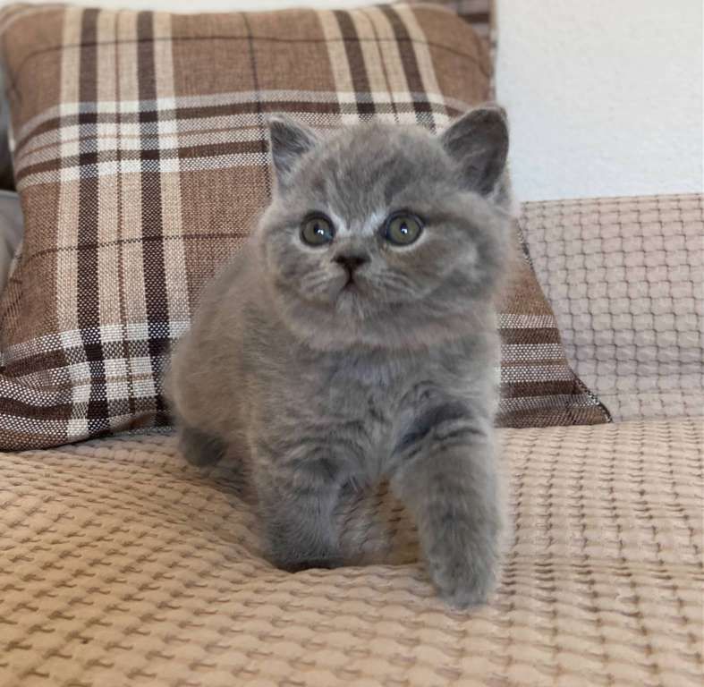 BKH British shorthair