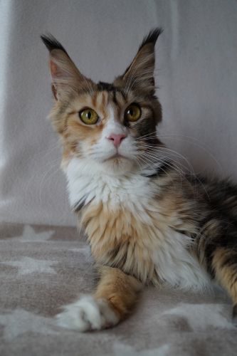 Maine Coon Kitten