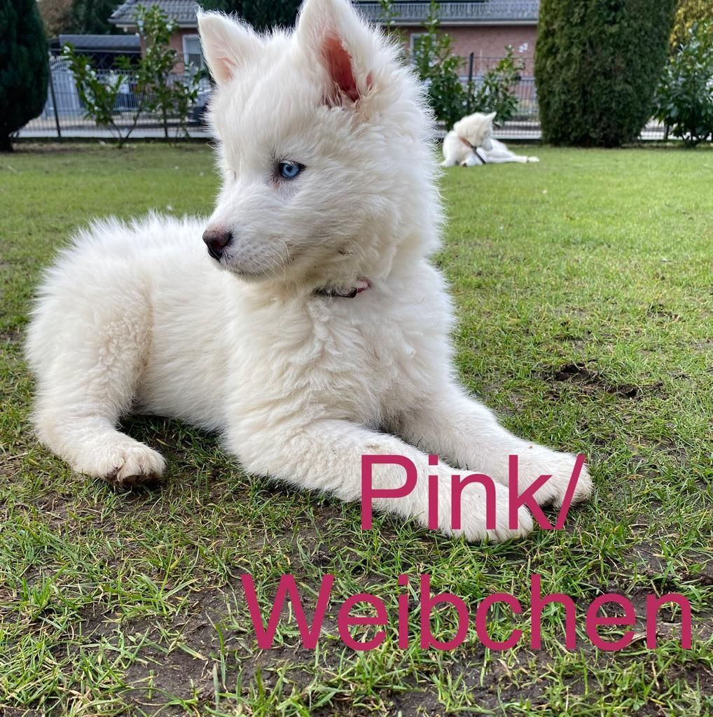 Siberian Husky Welpen