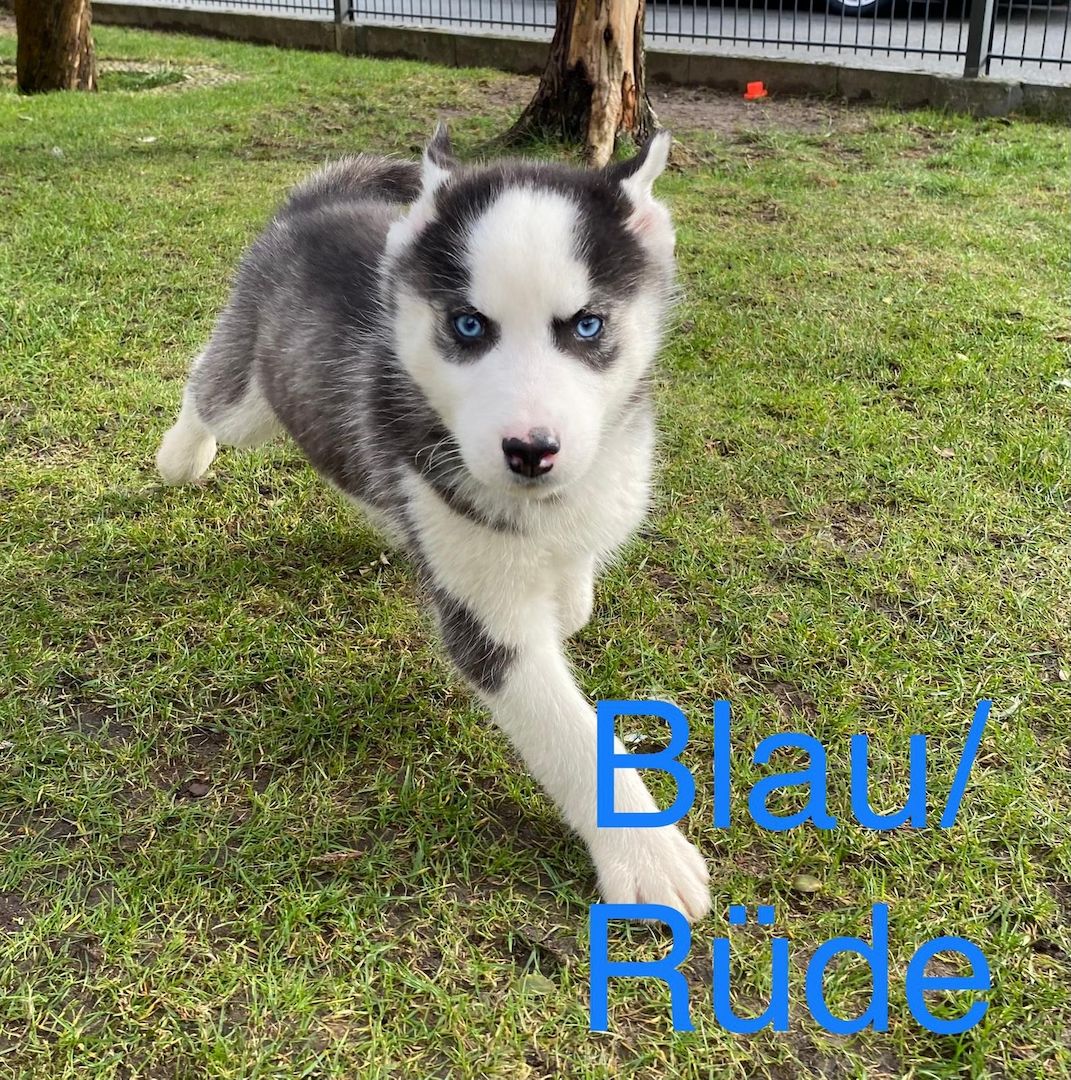 Siberian Husky Welpen