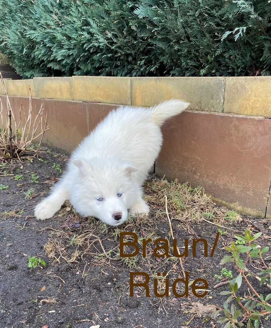 Siberian Husky Welpen