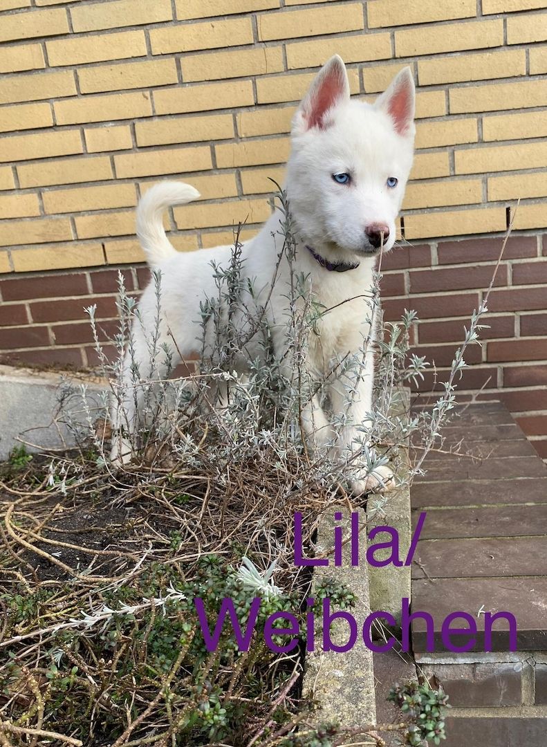 Siberian Husky Welpen