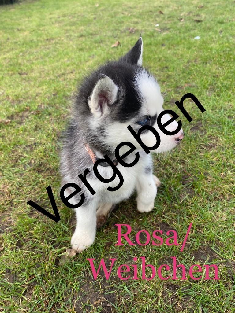 Siberian Husky Welpen