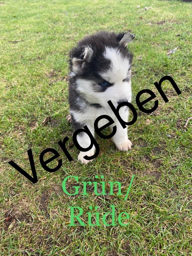 Siberian Husky Welpen