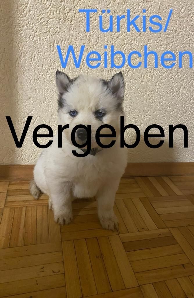 Siberian Husky Welpen