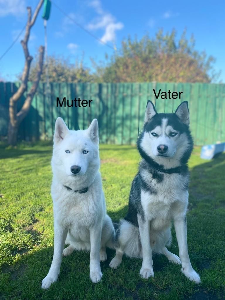 Siberian Husky Welpen