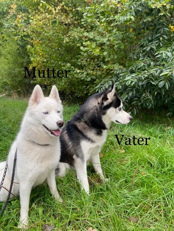 Siberian Husky Welpen