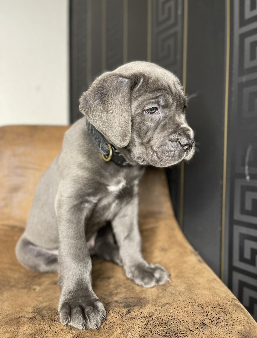 Cane Corso Welpen Cane Corso Welpen