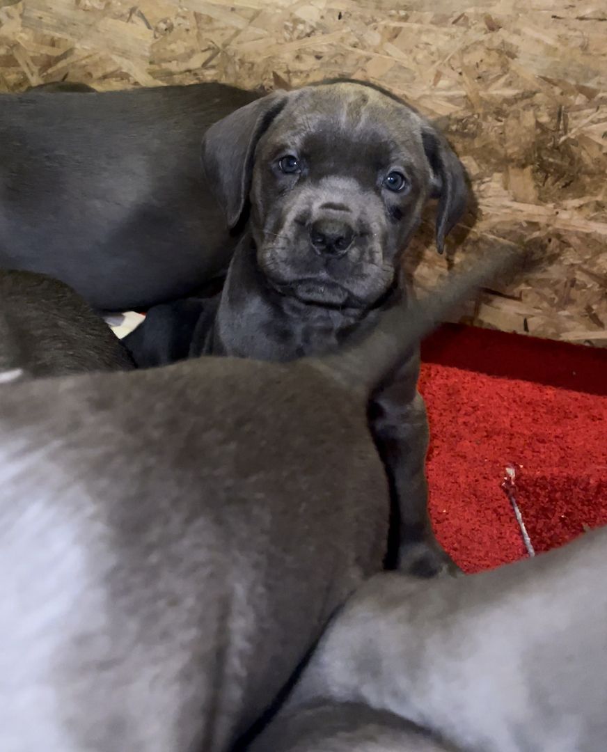 Cane Corso Welpen Cane Corso Welpen