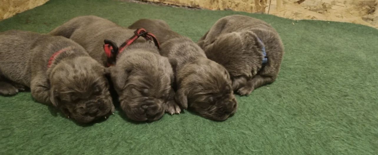 Cane Corso Welpen Cane Corso Welpen