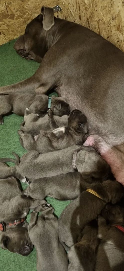 Cane Corso Welpen Cane Corso Welpen