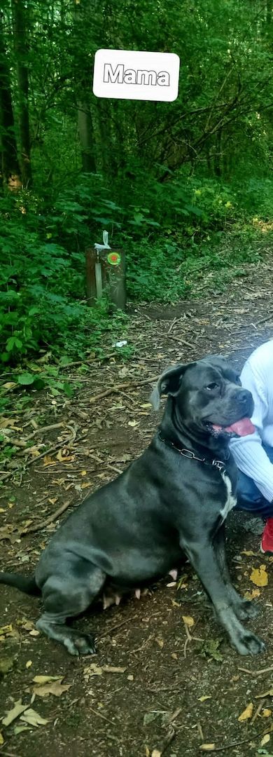 Cane Corso Welpen Cane Corso Welpen