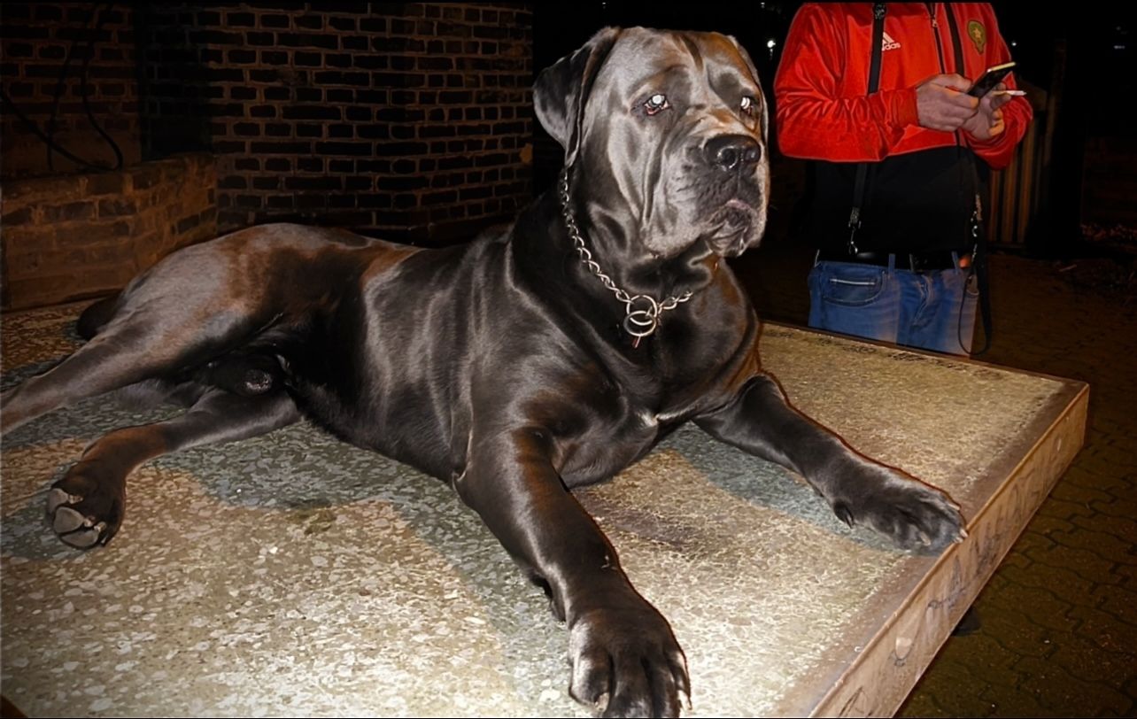 Cane Corso Welpen Cane Corso Welpen