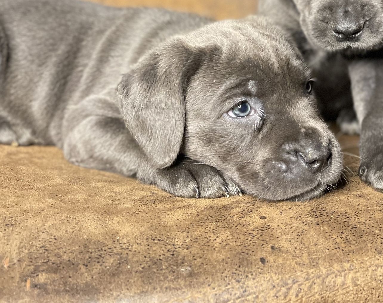 Cane Corso Welpen Cane Corso Welpen