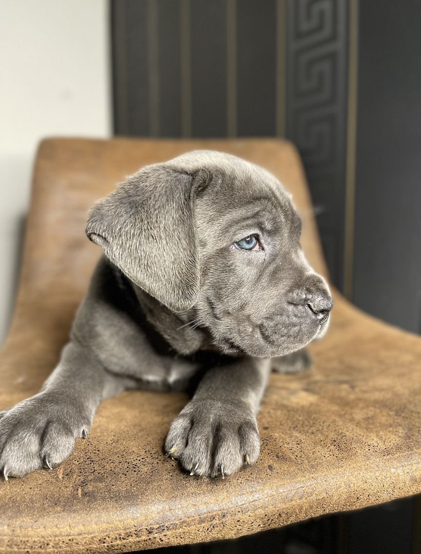 Cane Corso Welpen Cane Corso Welpen