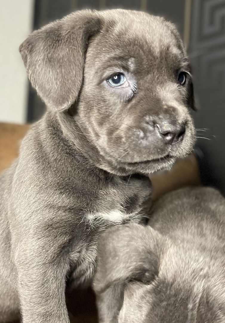 Cane Corso Welpen Cane Corso Welpen