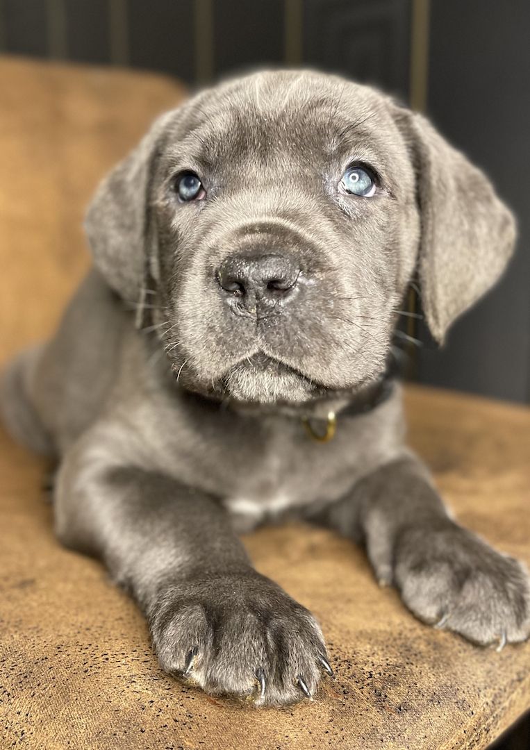 Cane Corso Welpen Cane Corso Welpen