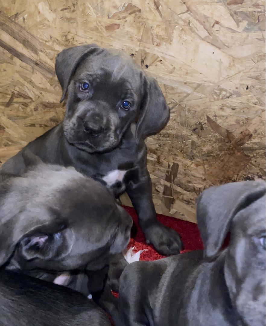 Cane Corso Welpen Cane Corso Welpen
