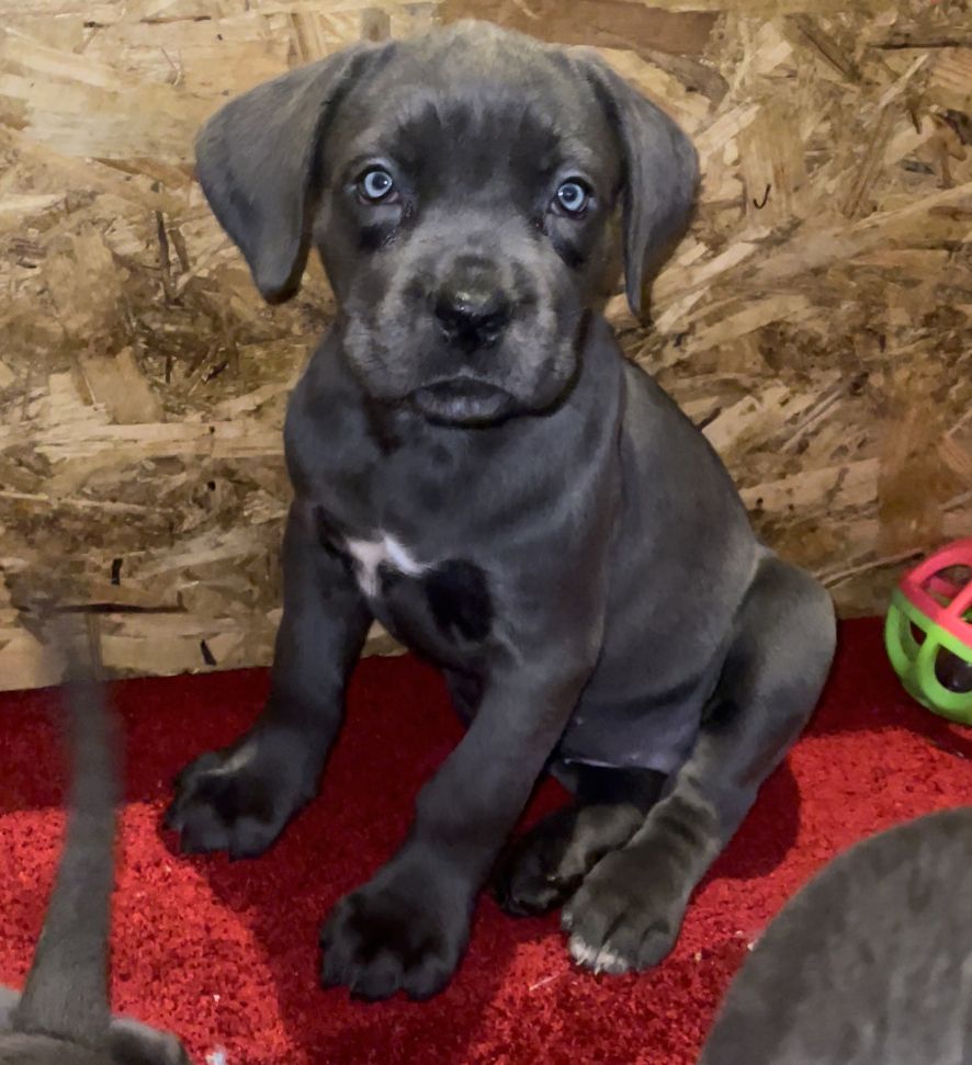 Cane Corso Welpen Cane Corso Welpen