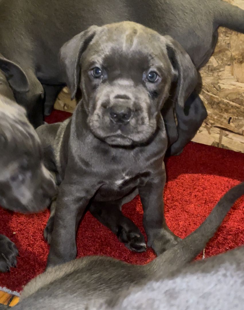 Cane Corso Welpen Cane Corso Welpen