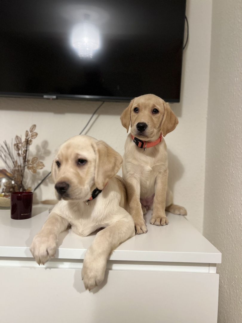 Labrador Retriever  Reinrassig