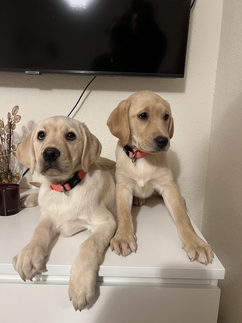 Labrador Retriever  Reinrassig