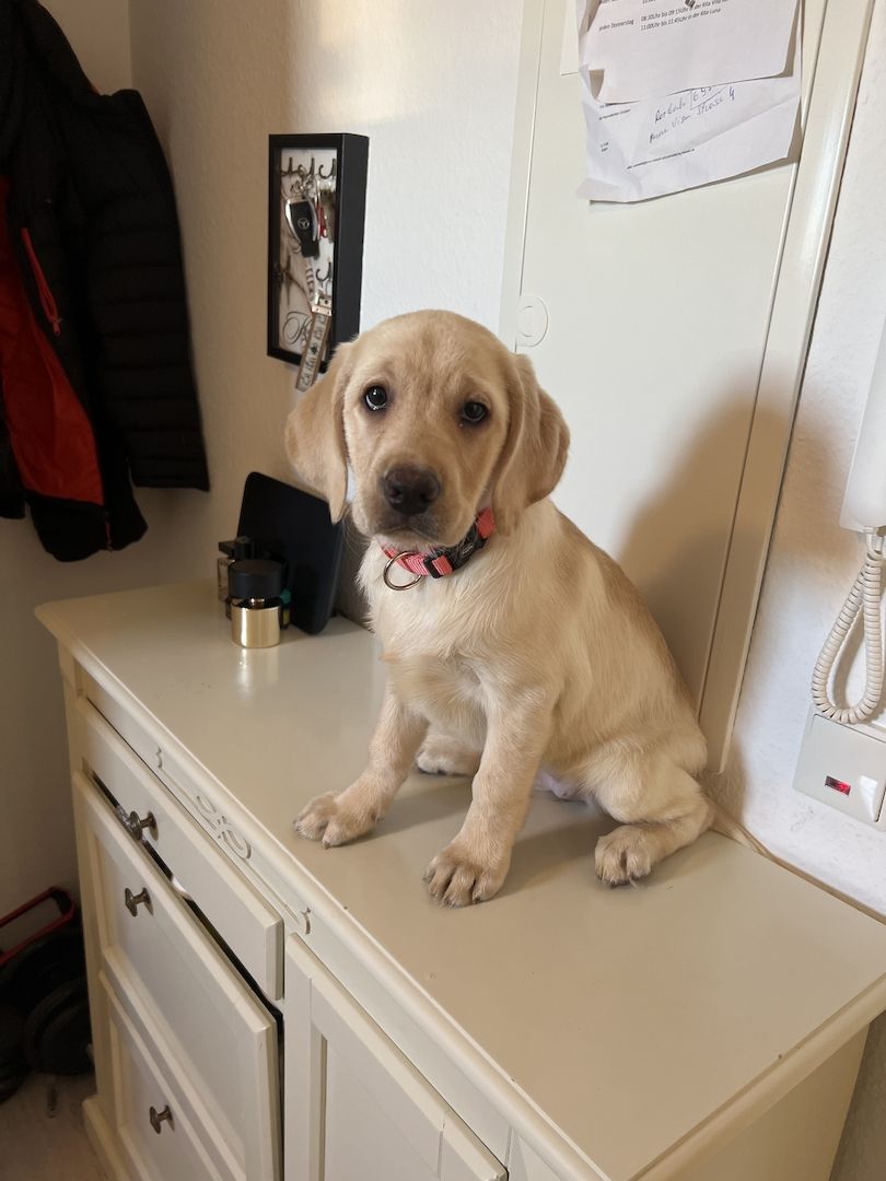 Labrador Retriever  Reinrassig