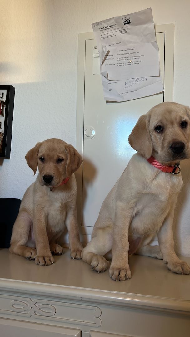 Labrador Retriever  Reinrassig