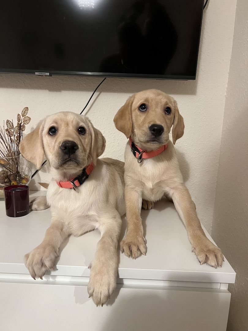 Labrador Retriever  Reinrassig