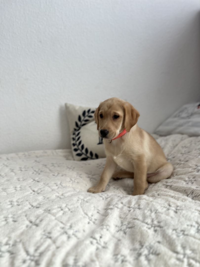 Labrador Retriever  Reinrassig