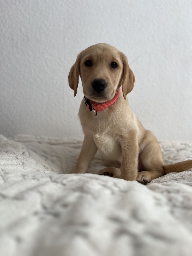Labrador Retriever  Reinrassig