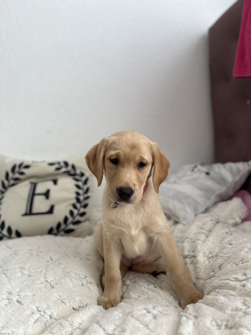 Labrador Retriever  Reinrassig