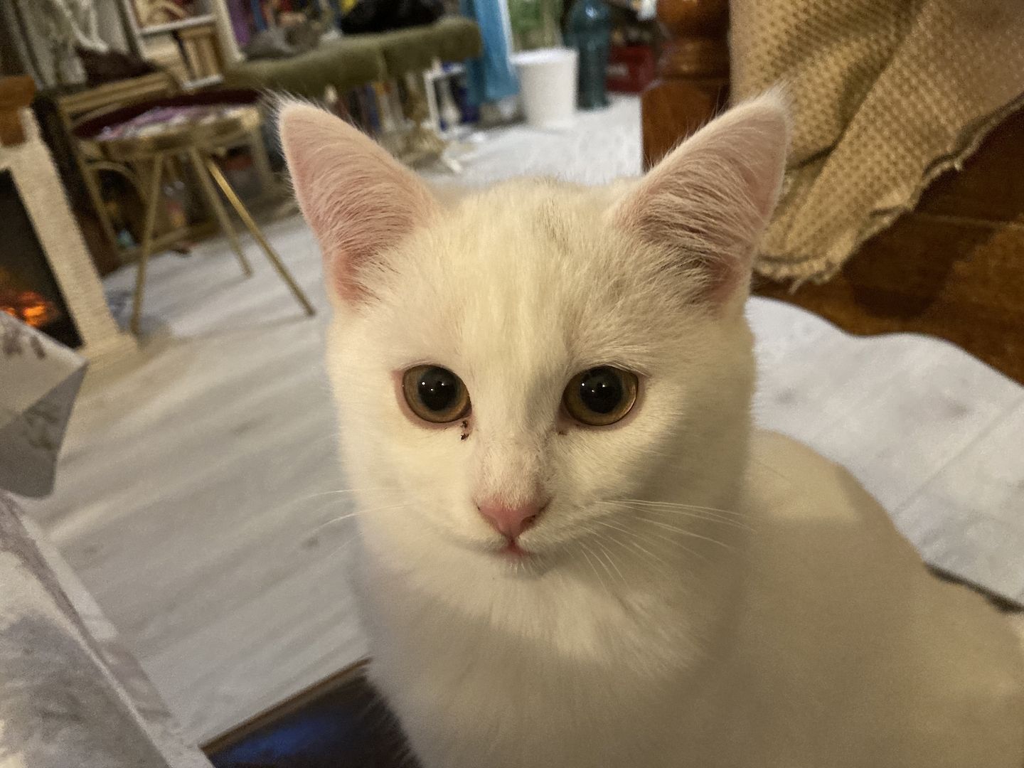 Phillipp- Philly einzigartiger weisser BKH MIX 