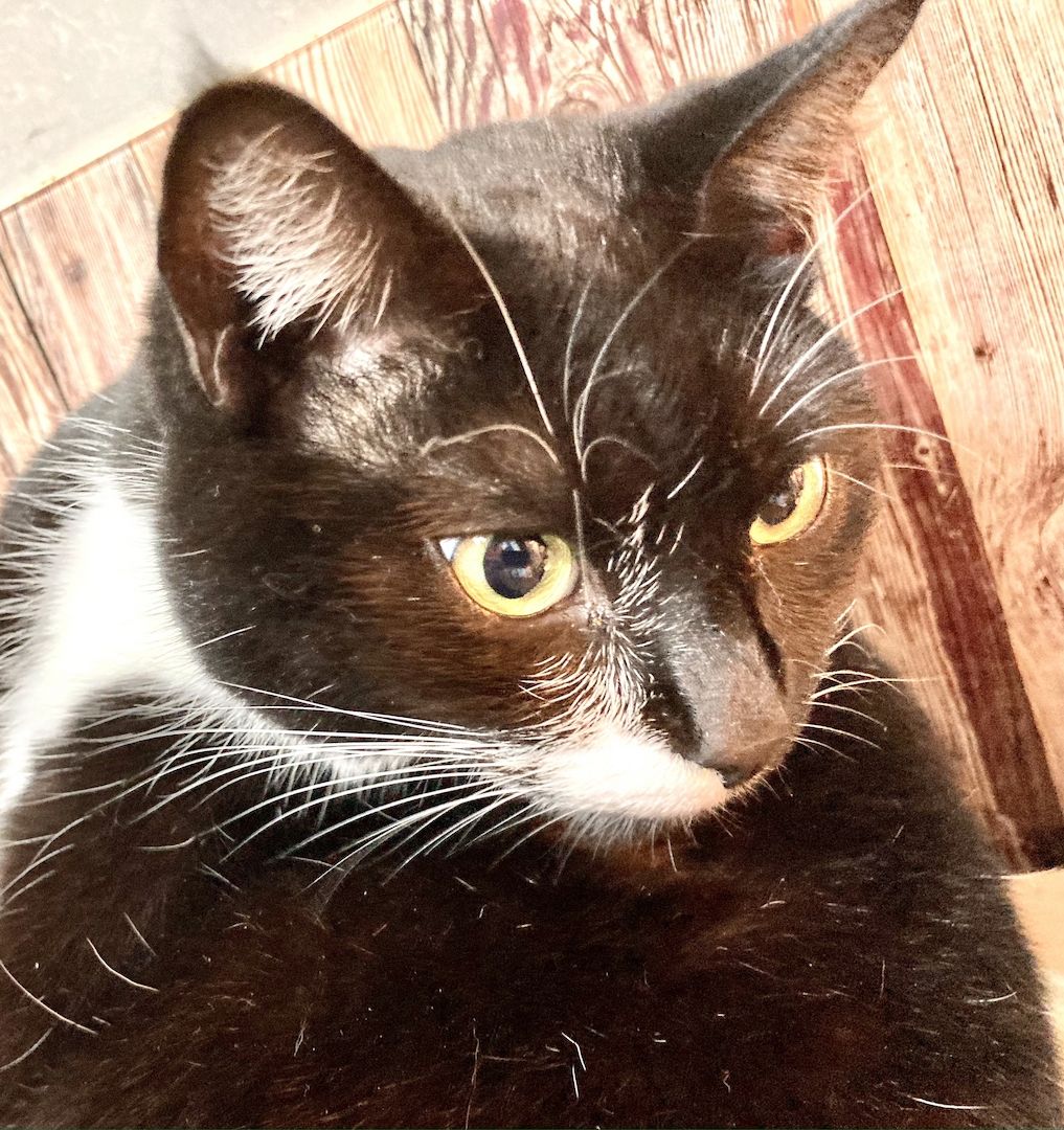 Nelly, BKH-Mix, 3 Jahre alt