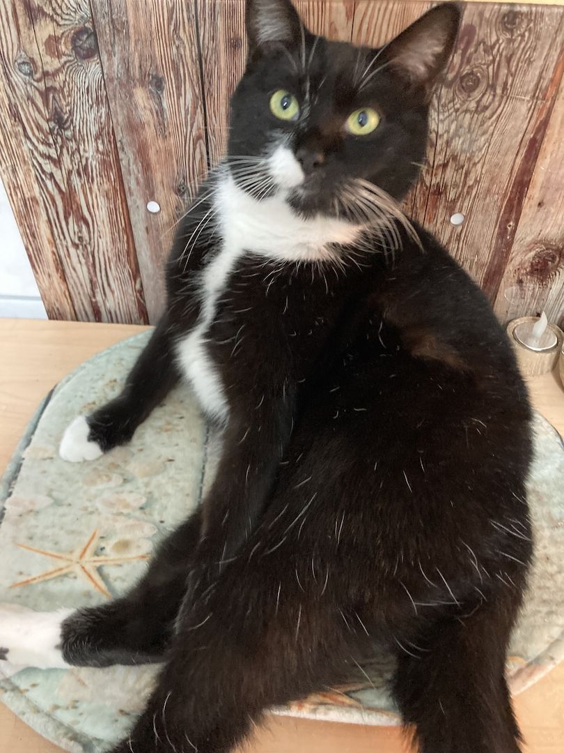 Nelly, BKH-Mix, 3 Jahre alt