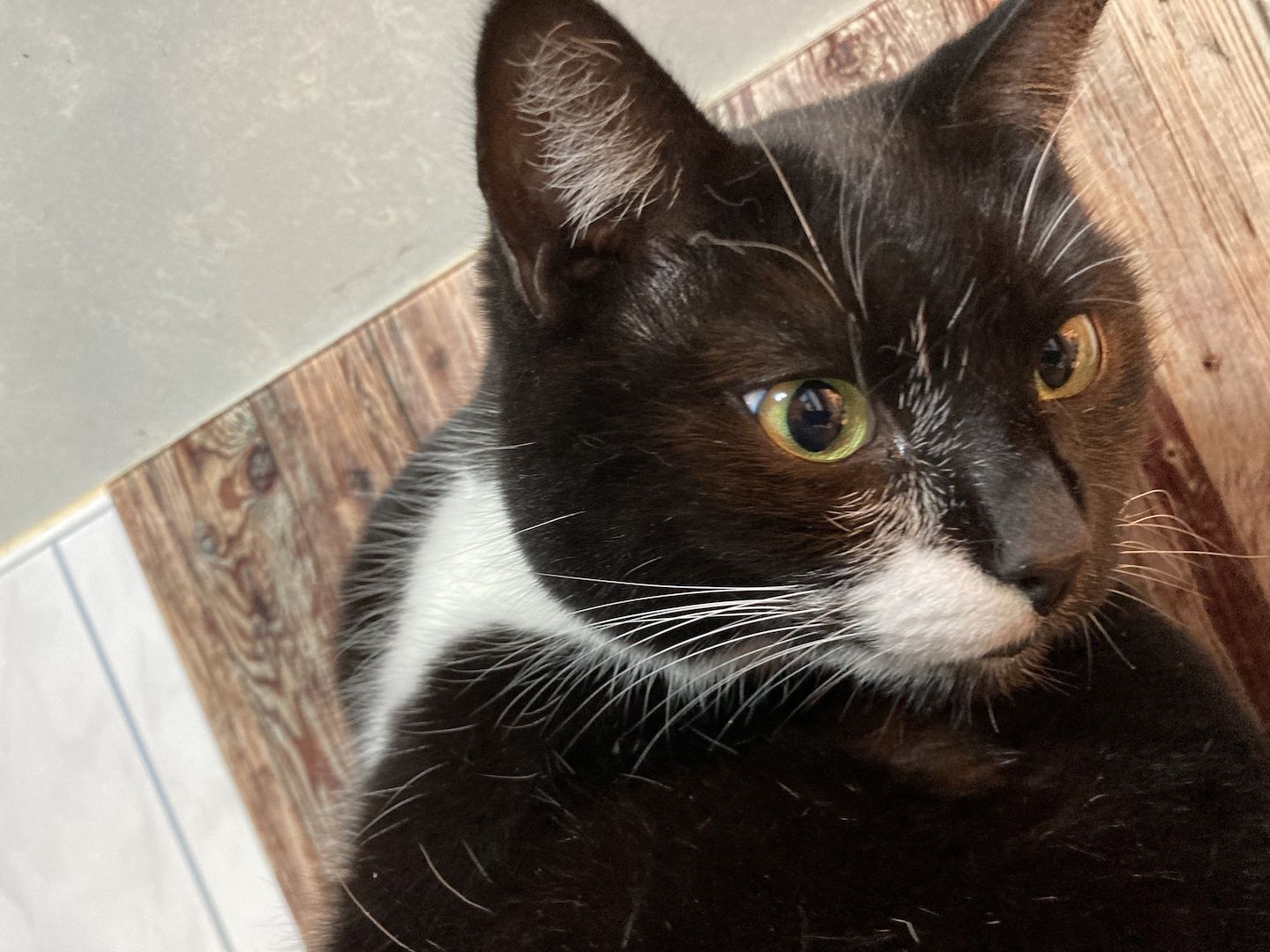 Nelly, BKH-Mix, 3 Jahre alt