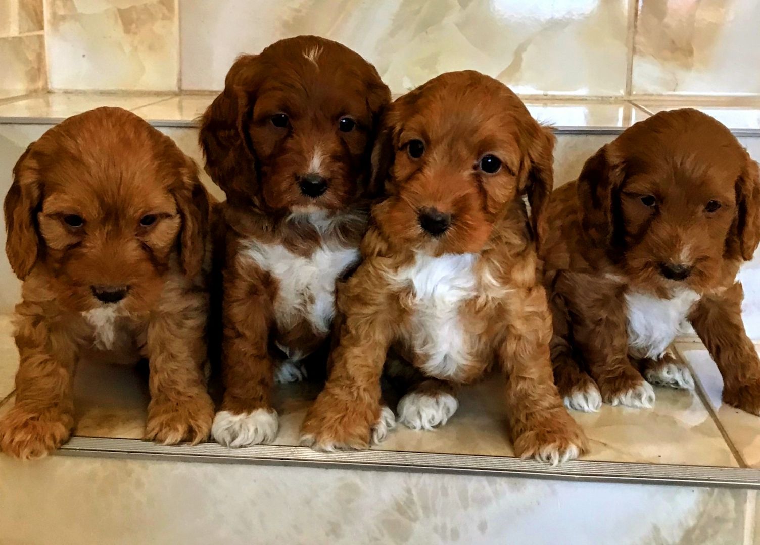 Wunderschöne Cockapoo/Cockerpoo