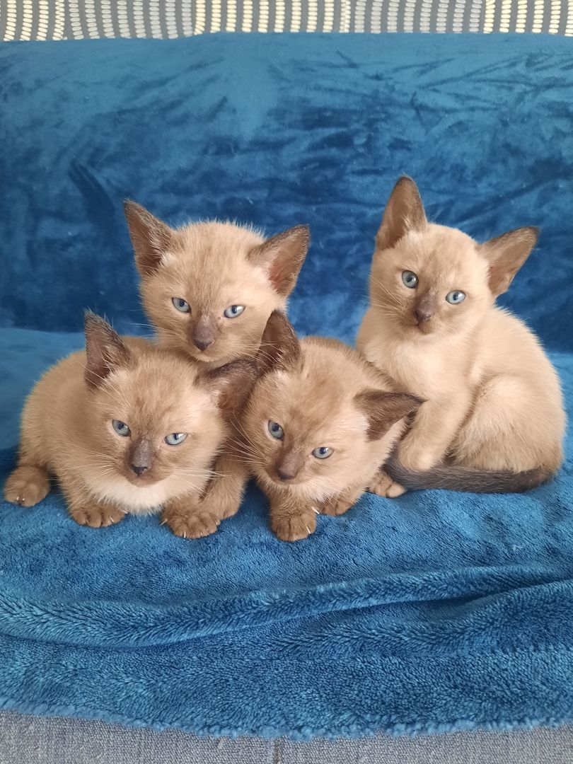 Burma-Tonkanese Burma-Tonkanese