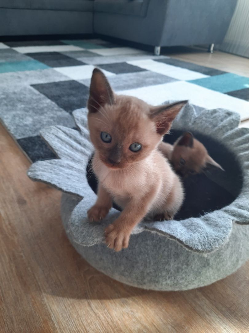 Burma-Tonkanese Burma-Tonkanese