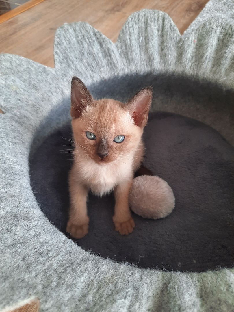 Burma-Tonkanese Burma-Tonkanese