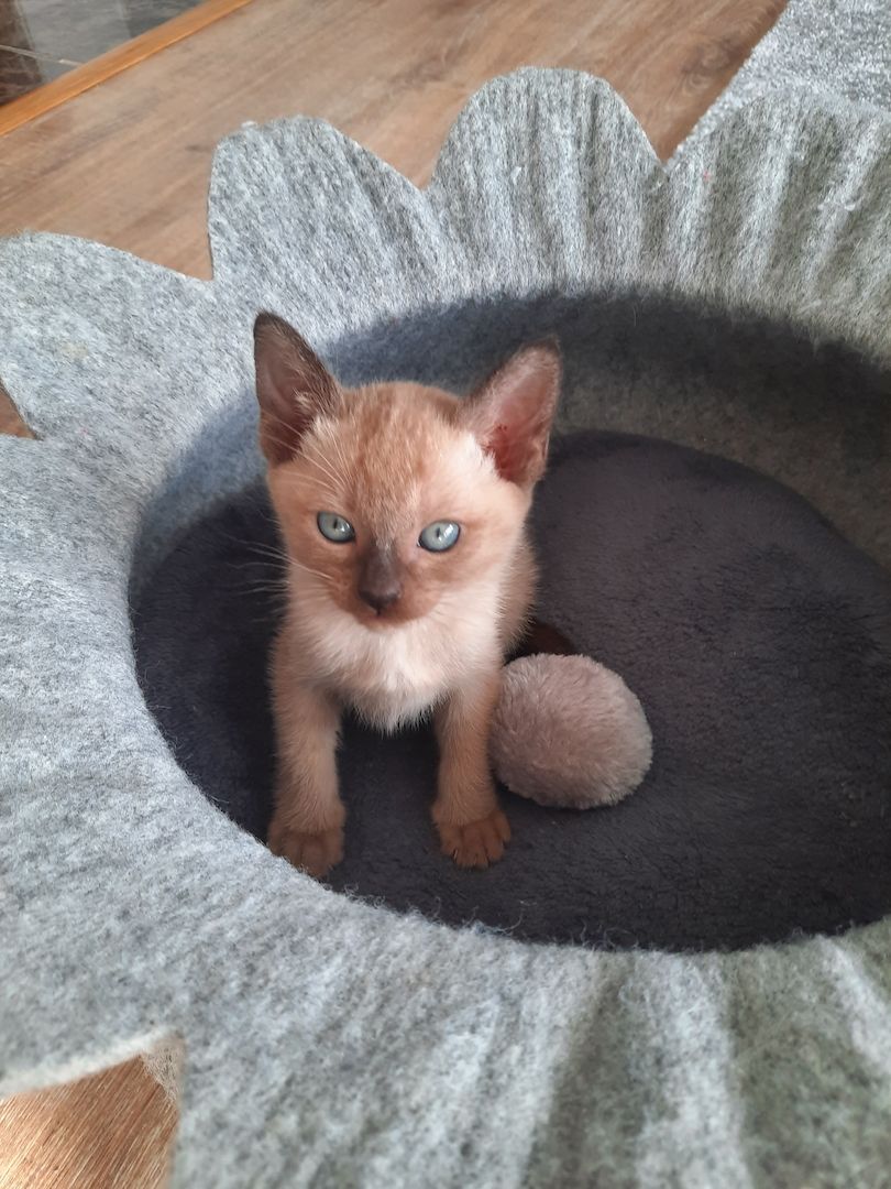 Burma-Tonkanese Burma-Tonkanese