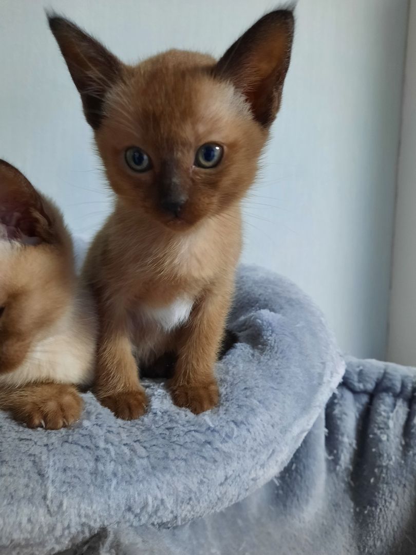 Burma-Tonkanese Burma-Tonkanese