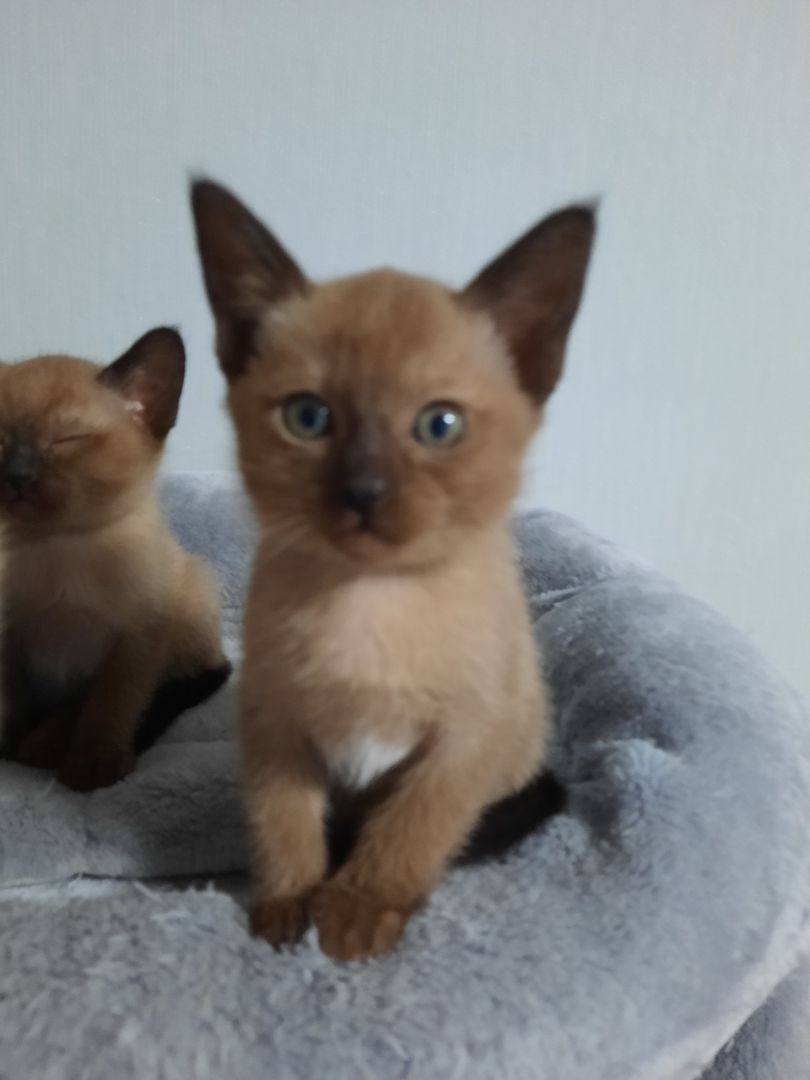 Burma-Tonkanese Burma-Tonkanese