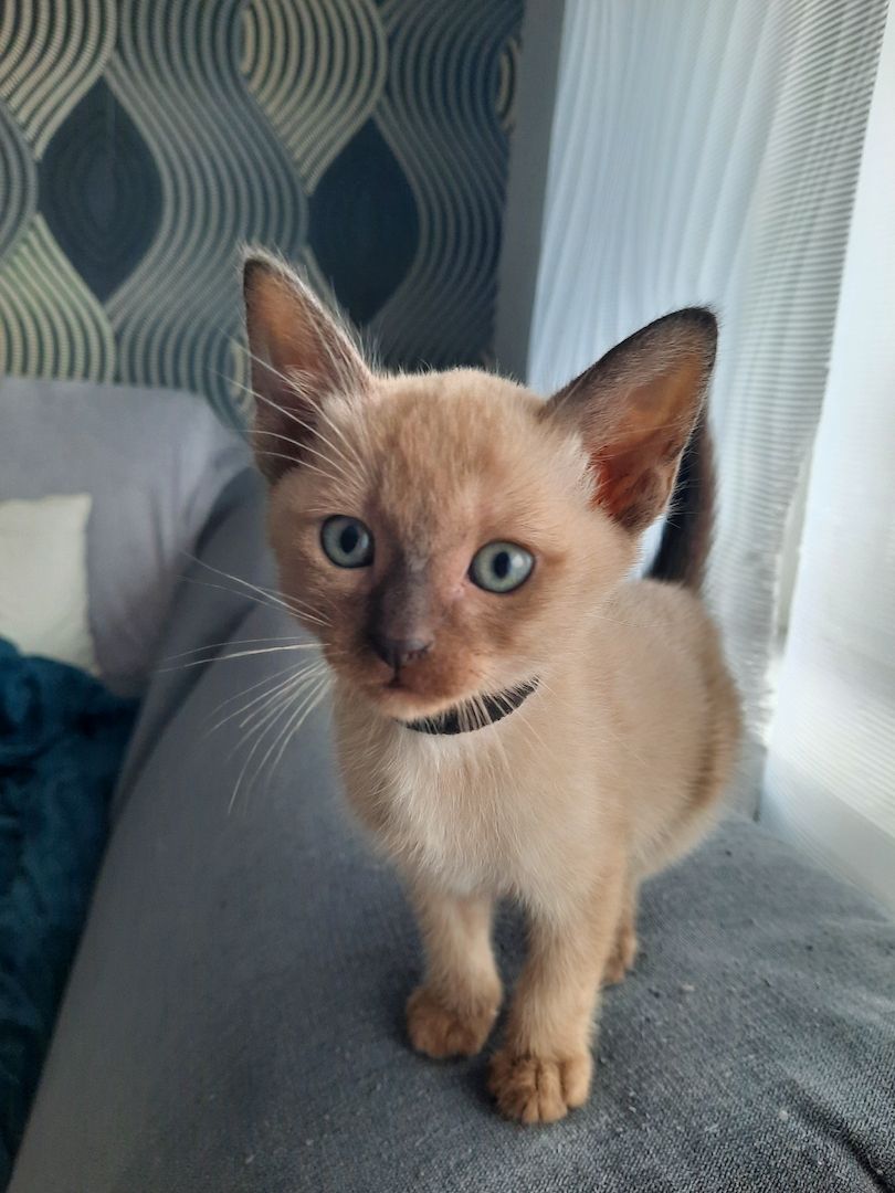 Burma-Tonkanese Burma-Tonkanese